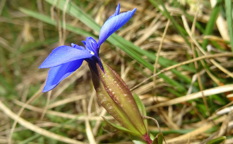 Gentiana verna subsp. verna ?